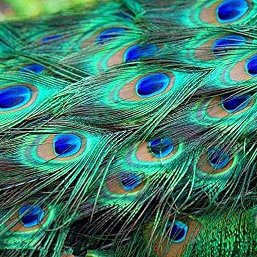 Zamihalla Doğal Renk Tavuskuşu Tüyü, uzun 25-32 cm Doğal Tavuskuşu Tüyleri DIY Düğün Dekorasyon Tüyleri El Sanatları için