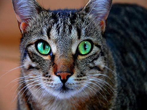 Theshaı 5D Elmas Boyama Kitleri Kedi, Elmas Sanat Yavru Yuvarlak Tam Matkap Kristal Rhinestone Nakış Çapraz Dikiş Elmas Sanat