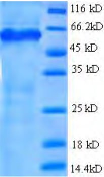 Rekombinant İnsan C tipi lektin alan ailesi 18 üye A (CLEC18A) (Rekombinant Protein)